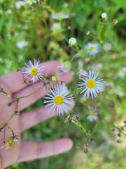 Erigeron annuus