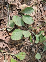 Antennaria plantaginifolia