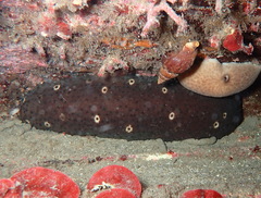 Holothuria sanctori