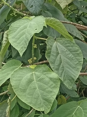 Urera caracasana