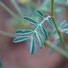 Dalea brachystachya