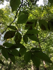 Litylenchus crenatae