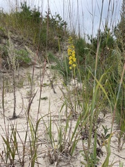 Solidago hispida huronensis