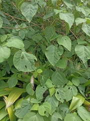 Urera caracasana