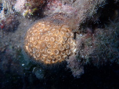 Cladocora caespitosa