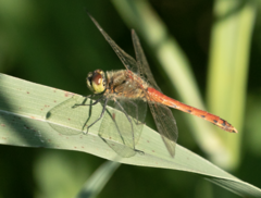 Sympetrum depressiusculum