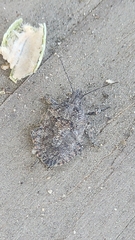 Brochymena quadripustulata