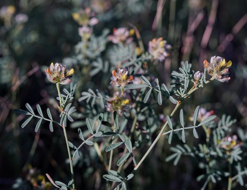 Image of Dalea brachystachya by (c) Andrew Tree, some rights reserved (CC BY)