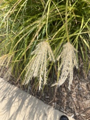 Miscanthus