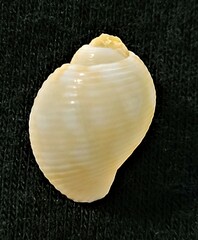 Tonna pennata