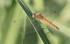 Sympetrum depressiusculum