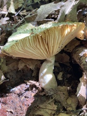 Russula fragrantissima