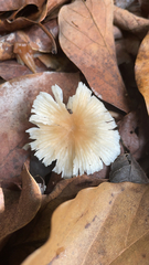 Lepiota rubrotinctoides