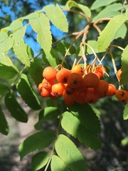 Sorbus aucuparia