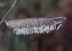 Bouteloua gracilis