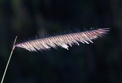 Bouteloua gracilis