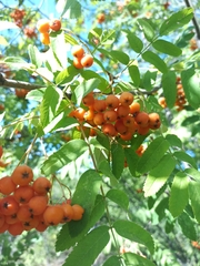 Sorbus aucuparia