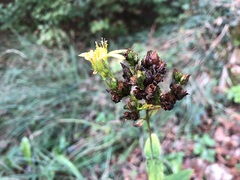 Hypericum montanum