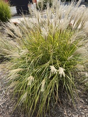 Miscanthus