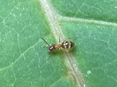 Nylanderia