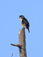 Microhierax fringillarius