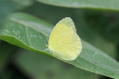 Eurema hecabe