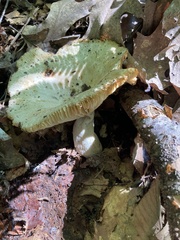 Russula fragrantissima