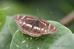Limenitis helmanni