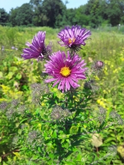Symphyotrichum novae-angliae