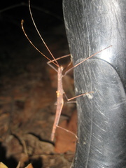 Verophasmatodea