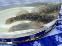 Gillichthys mirabilis