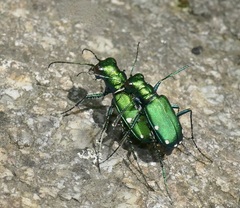 Cicindela sexguttata