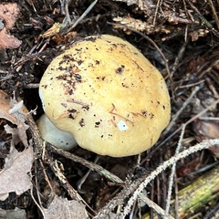 Russula ochroleuca