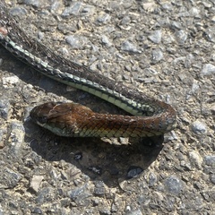 Dendrelaphis caudolineatus