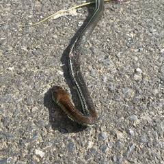 Dendrelaphis caudolineatus