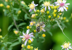 Colletes compactus compactus