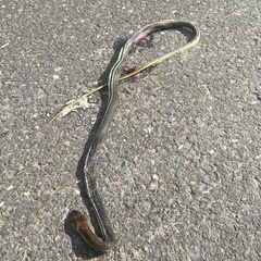 Dendrelaphis caudolineatus