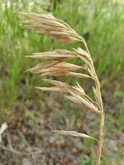 Bromus inermis