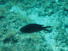 Chromis chromis