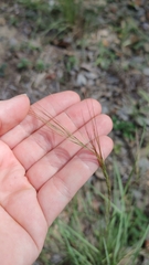 Aristida purpurea