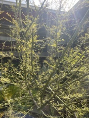 Parkinsonia