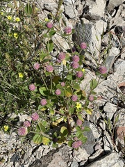 Gomphrena serrata