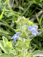 Salvia hirsuta
