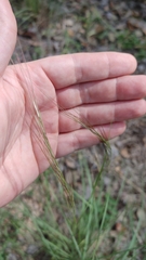 Aristida purpurea