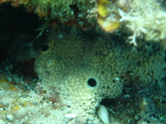 Irciniidae