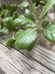 Aceria mackiei