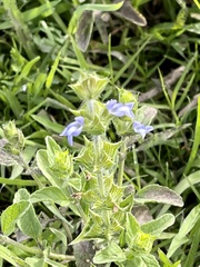 Salvia hirsuta