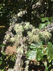 Usnea subfloridana