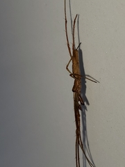 Larinia directa