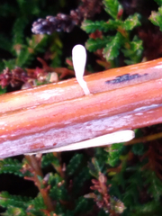 Typhula quisquiliaris